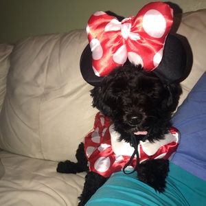 Minnie dog Halloween costume